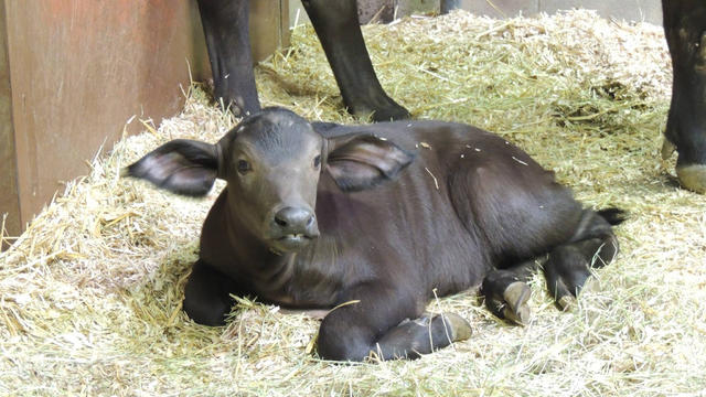 baby-cape-buffalo-courtesy-denver-zoo.jpg 