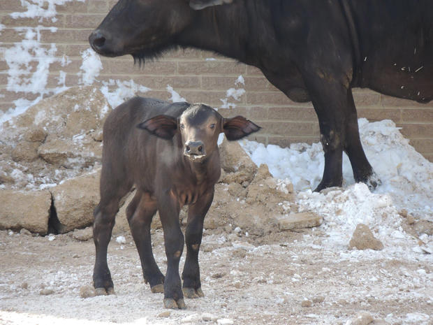 baby-cape-buffalo-courtesy-denver-zoo2 