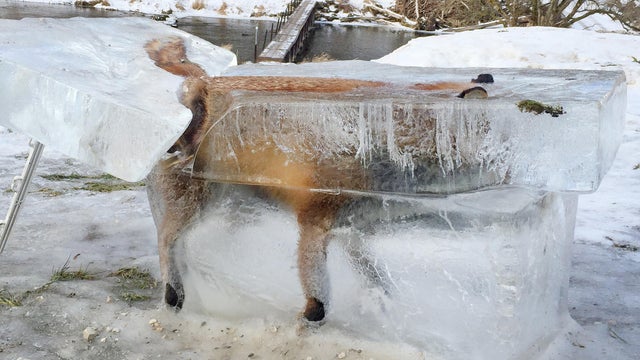 A block of ice with a frozen fox can be seen in Fridingen, Germany, Jan. 13, 2017. 