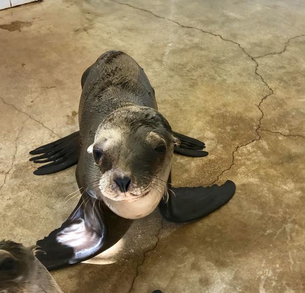 Sea Lion rescued by Coast Guard 
