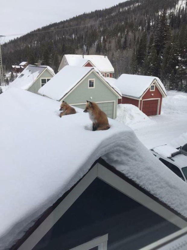 foxes-on-roof-2-andy-carver-via-kroschel 