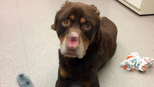 A Rottweiler mix dog is seen in a photo posted to the Michigan Humane Society’s Facebook page on Jan. 18, 2017. 