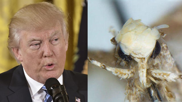 trump-moth-2.jpg 