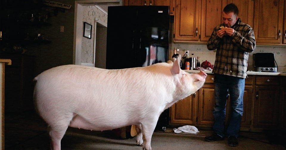 Meet Esther The Wonder Pig Family Adopts micro Pig Then It Grows To 