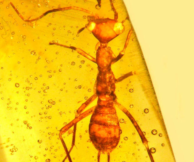 alien-insect-amber-cropped.jpg 