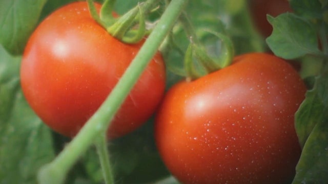 tomatoes-on-vine-cbs.jpg 
