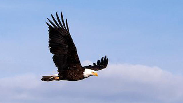 barr-lake-bald-eagle-from-their-twitter.jpg 