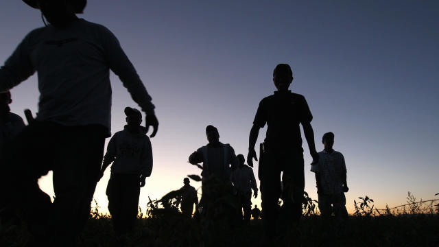 Migrant farm workers from Mexico finish a long day of harvesting organic vegetables at Grant Family Farms on Sept. 3, 2010, in Wellington, Colorado. 