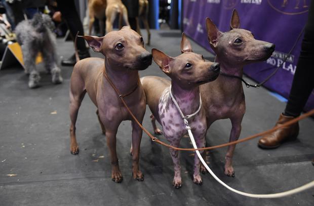 US-WESTMINSTER KENNEL CLUB-NEW BREEDS 
