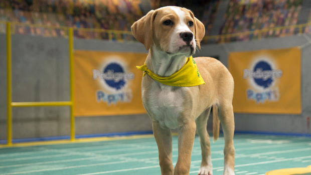 Meet the pooches of Puppy Bowl 2017 