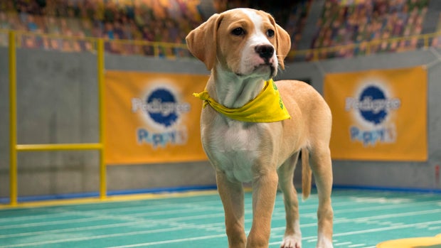 Meet the pooches of Puppy Bowl 2017
