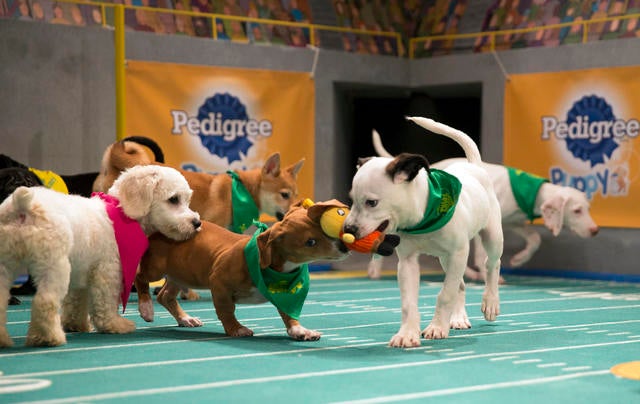 Puppy bowl hot sale 2017