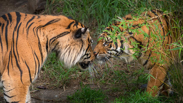 la-zoo-sumatran-tiger-pair-first-kiss-by-jamie-pham 