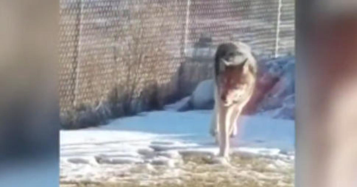 Minnesota couple's close encounter with "huge" wolf goes viral CBS News