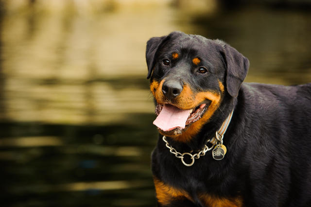 are rottweilers expensive to keep