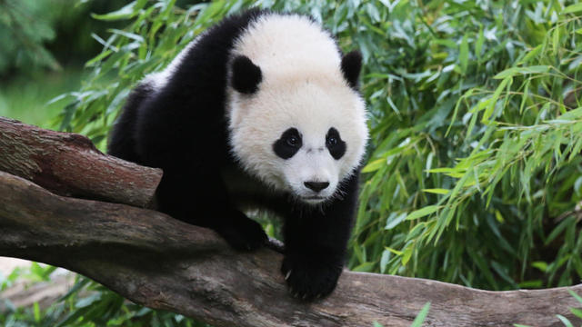 giant-panda-bao-bao-national-zoo.jpg 