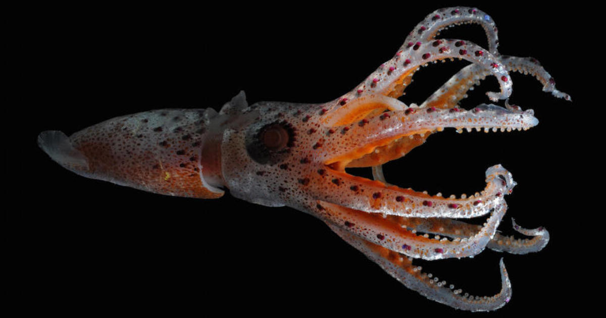The Quirk That Helps Cockeyed Squid Navigate Ocean S Twilight Zone
