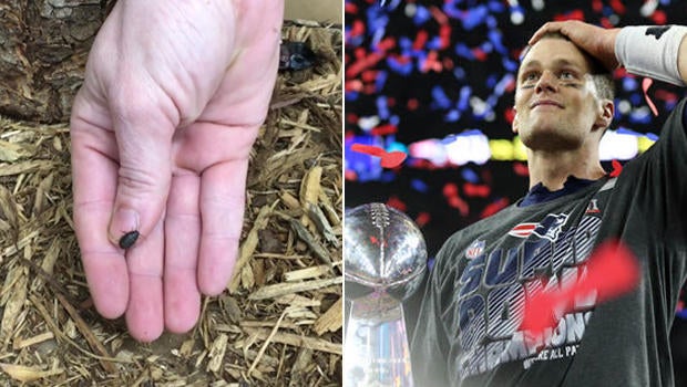 brady-cockroach-split.jpg 