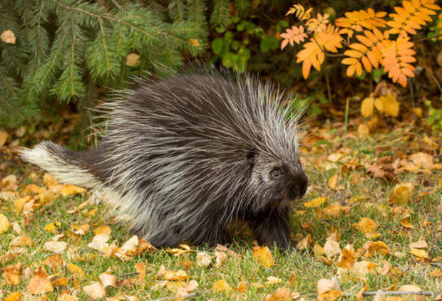 10-animals-weird-courtship-03-porcupine.jpg 