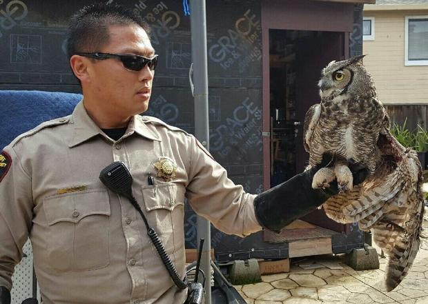 Solano County ACO Kim with rescued owl 