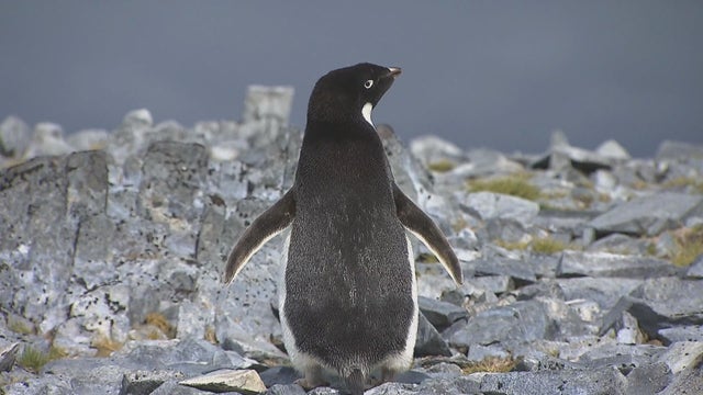 e7n-phillips-antarctica-palmer-penguins-frame-1367.jpg 