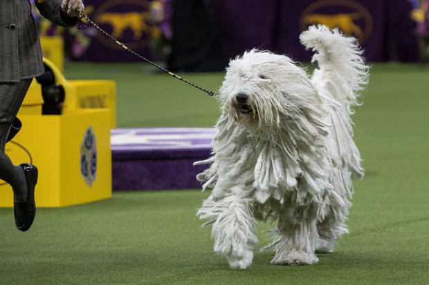 Canine Champions Compete In The Westminster Dog Show 
