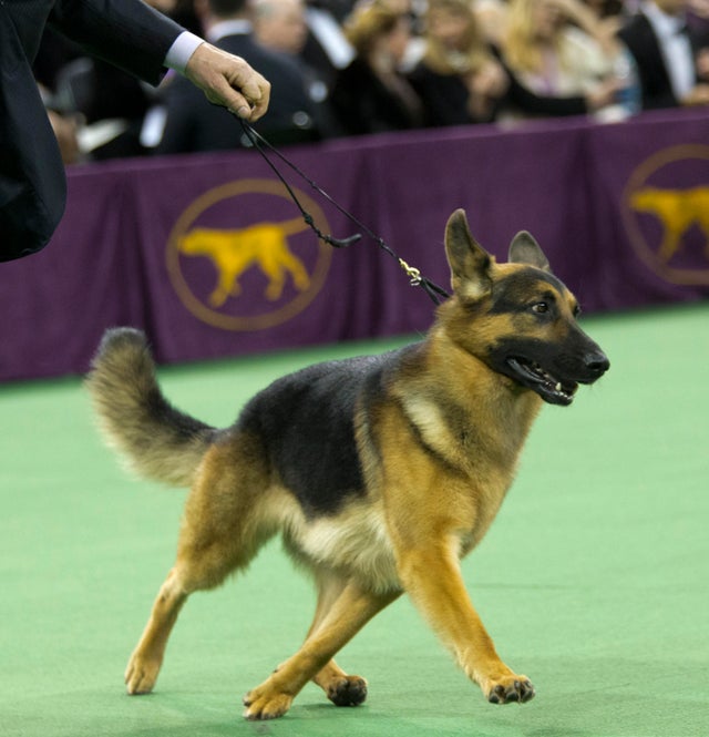 rumor-german-shepherd-best-in-show-2016-2-14.jpg 