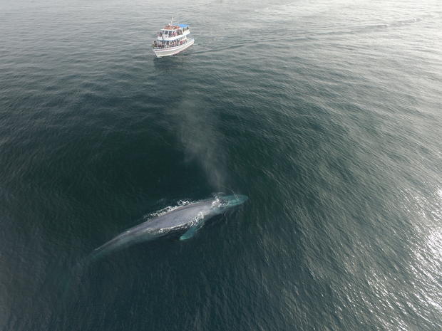 Whale migration Dana Point  - VERIFIED Ashley Ryan 