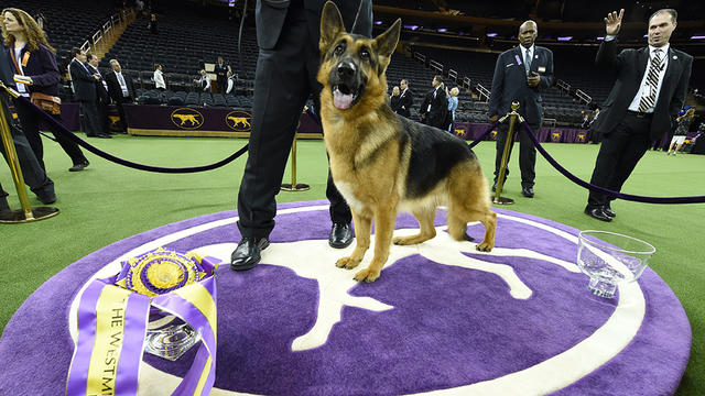 german-shepherd-westminster-winner-635354994.jpg 