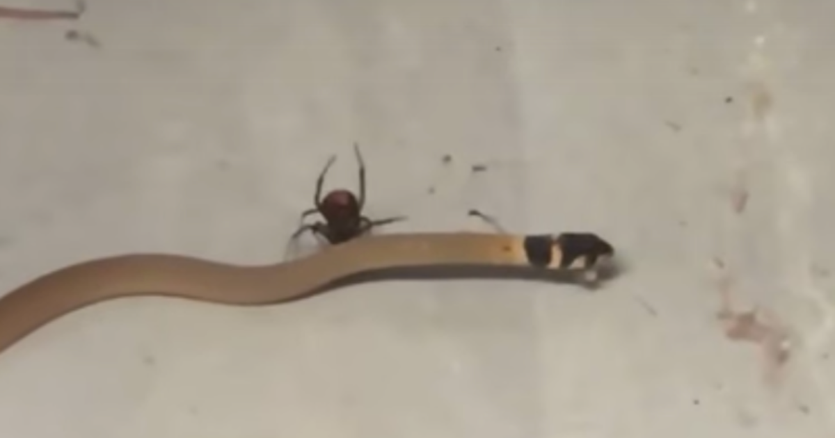 giant australian spider eats snake