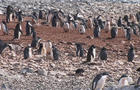 phillips-climate-penguins-0215en-transfer.jpg 