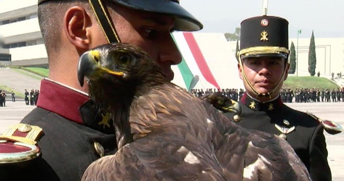 El águila real, símbolo patrio y protagonista del escudo nacional, en  peligro de extinción - CBS News