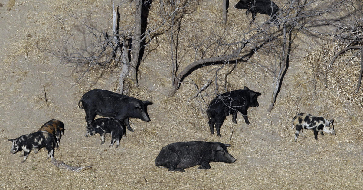 Fearing "feral Hog Apocalypse," Texas Approves Feral Hog Poison - CBS News