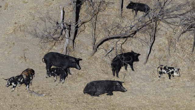 feral-pigs-texas-2017-2-21.jpg 