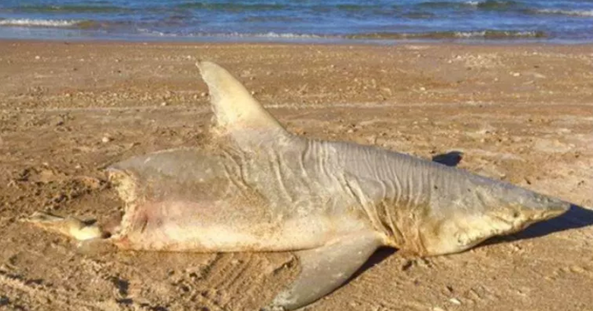 The mystery of the half-eaten shark that washed up on Florida beach ...