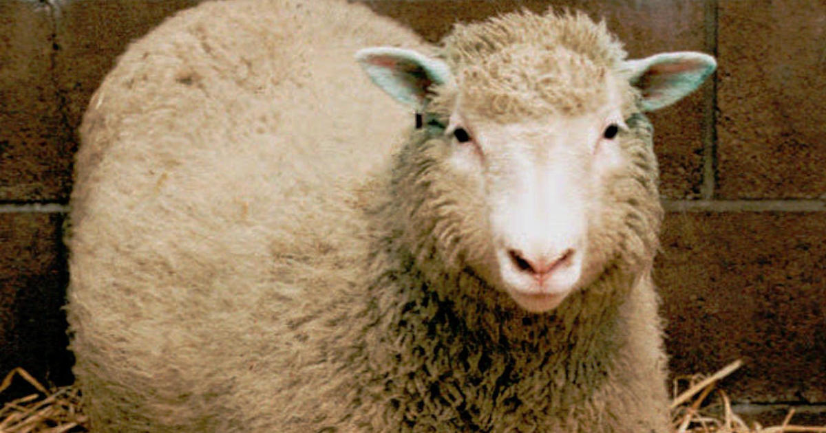 20 years after Dolly, what have we learned about cloning? - CBS News