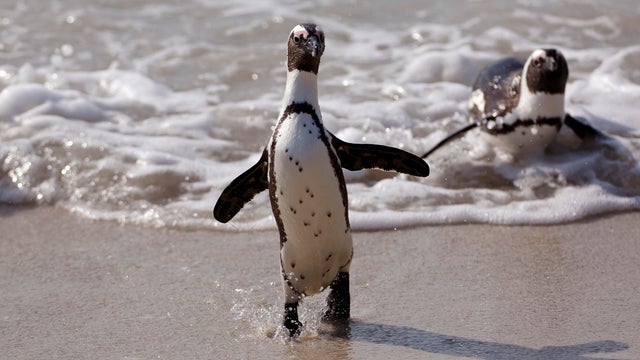 penguin in south africa 