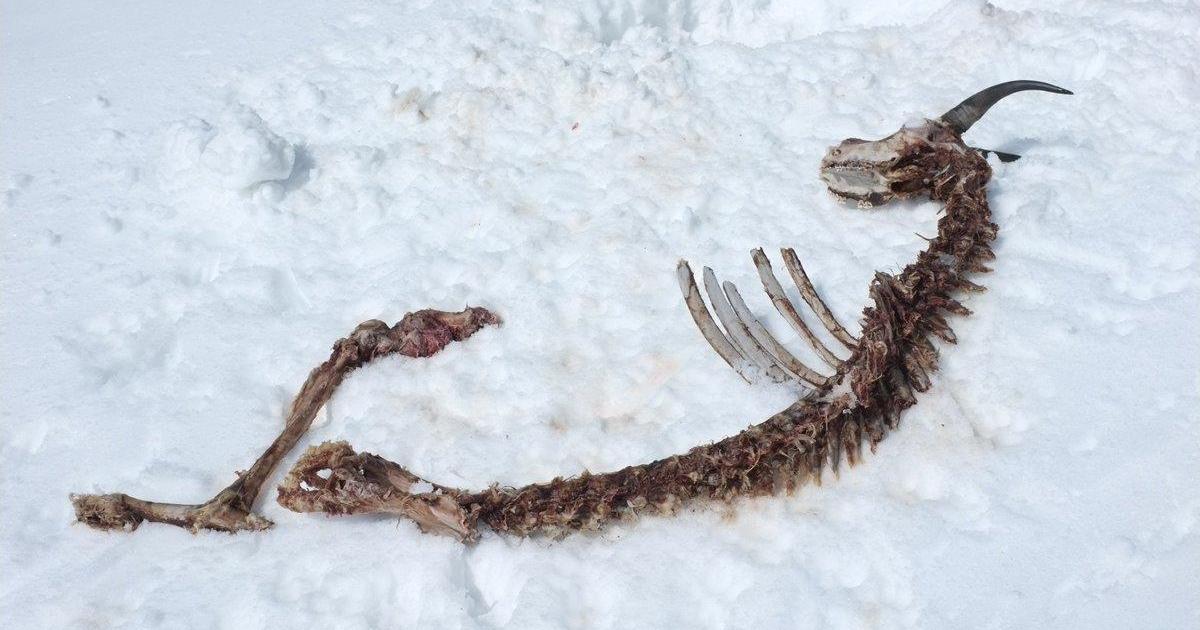 bestcarcass dead animal photos you cannot unsee (GRAPHIC IMAGES)