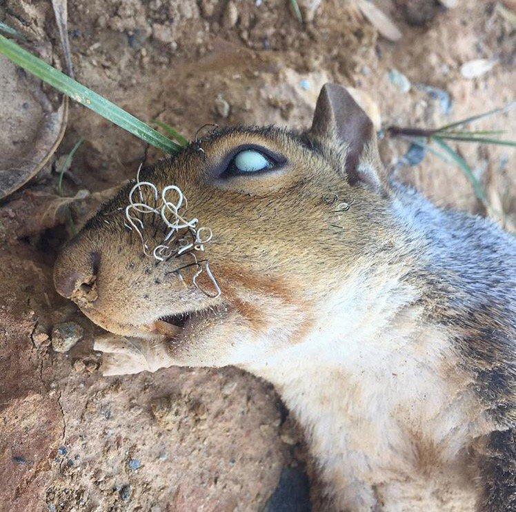 bestcarcass dead animal photos you cannot unsee (GRAPHIC IMAGES)