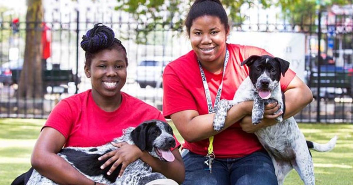 WBZ Cares: Animal Rescue League of Boston Help Keep Animals Safe and  Healthy - CBS Boston