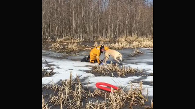 anoka-county-dog-pond-rescue.jpg 