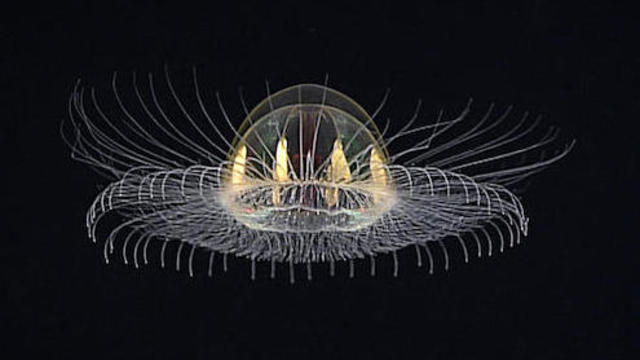 cosmic-jellyfish.jpg 