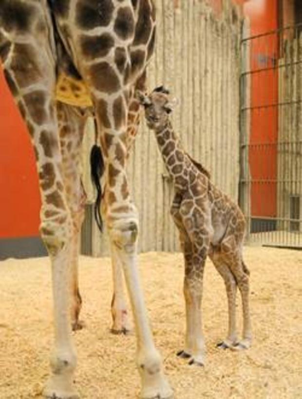 denver-zoo-baby-giraffe3 