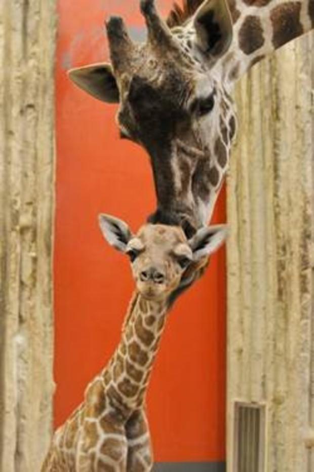 denver-zoo-baby-giraffe1 