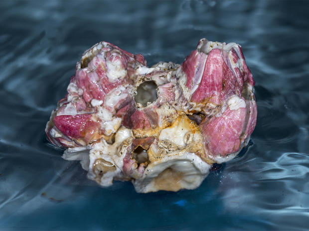 pacific-coast-barnacles-verne-lehmberg.jpg 