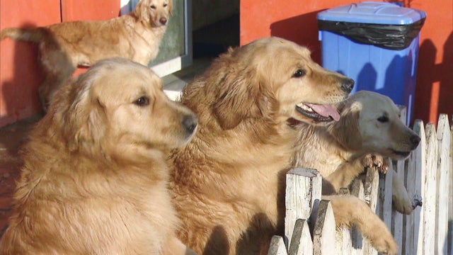 ctm-0302-golden-retrievers-turkey.jpg 