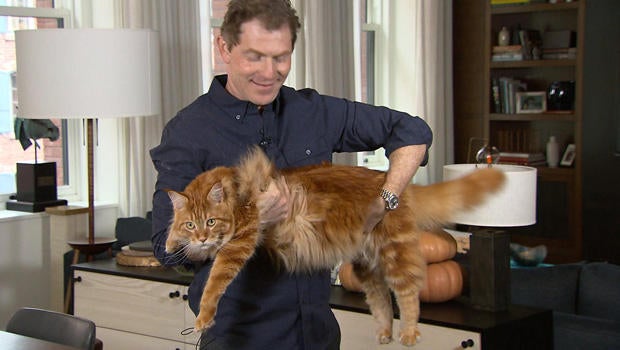 bobby-flay-with-cat-nacho-620.jpg 