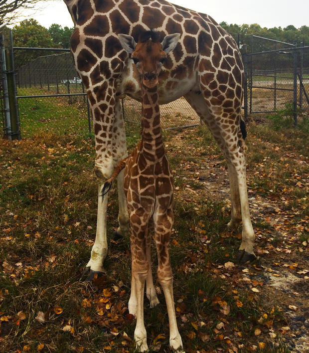 giraffe-baby-mika-and-noel-photo-2.jpg 