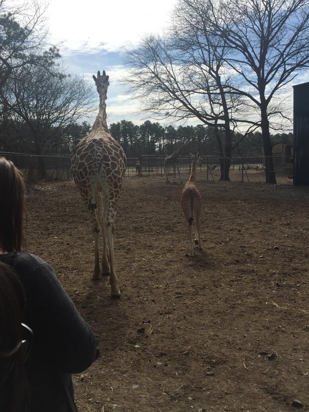 giraffe-baby-xena-and-mom-georgia-2017-photo.jpg 
