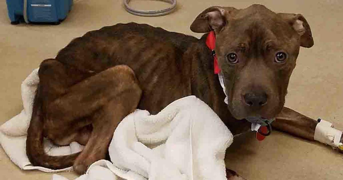 Extremely Emaciated Dog Found Abandoned In Bridgeville - CBS Pittsburgh